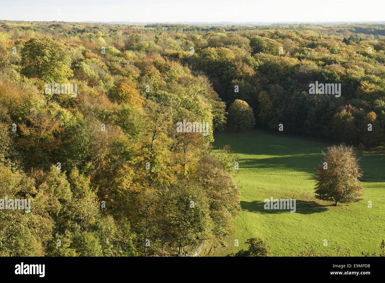 Autumnally forest Stock Photo