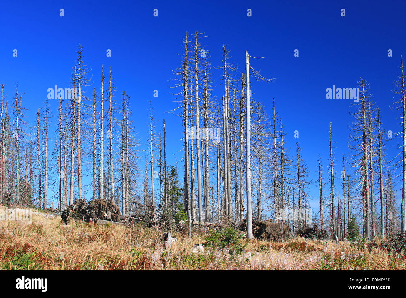 Dying forests in the Bavarian Forest Stock Photo