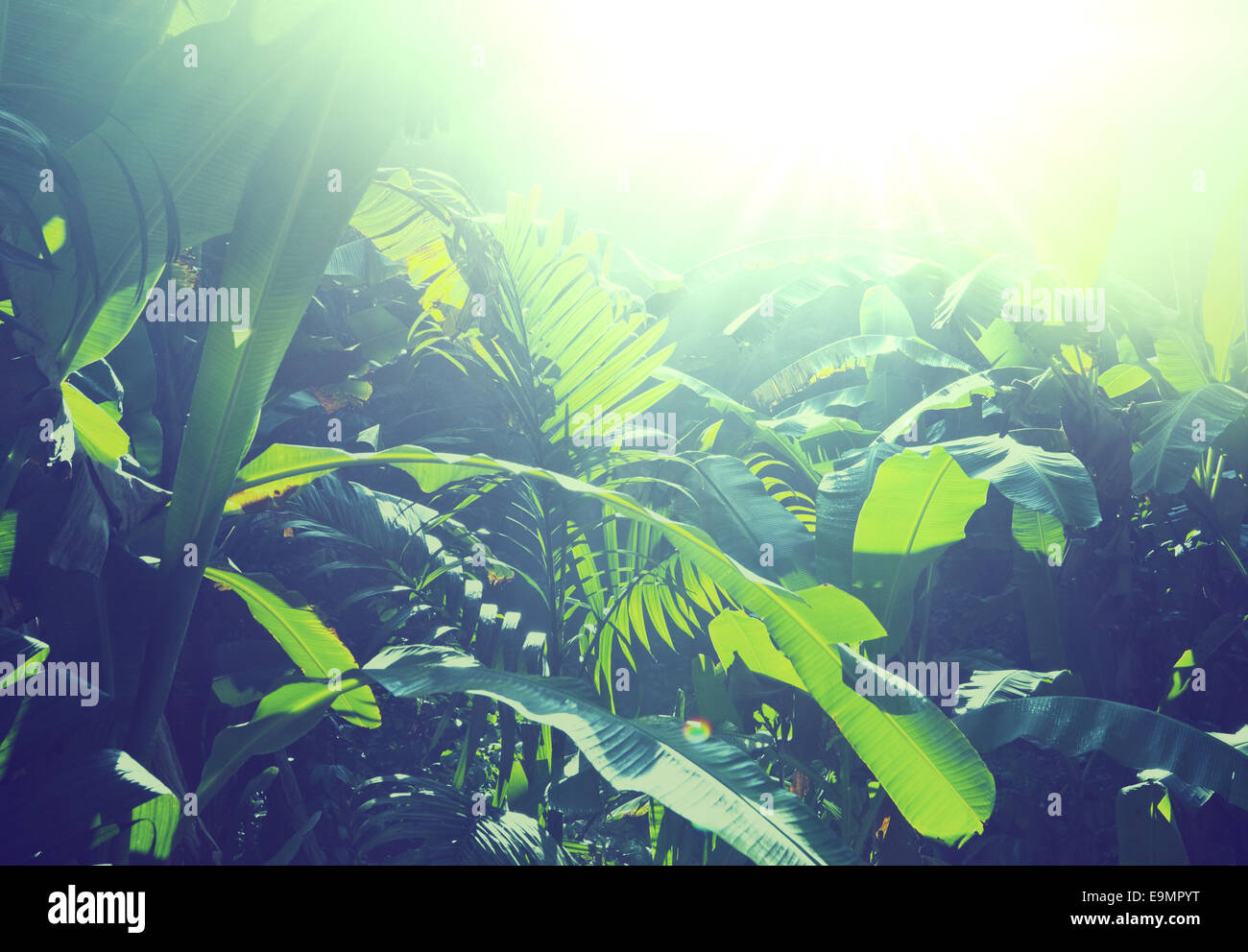 Vietnam jungle hi-res stock photography and images - Alamy