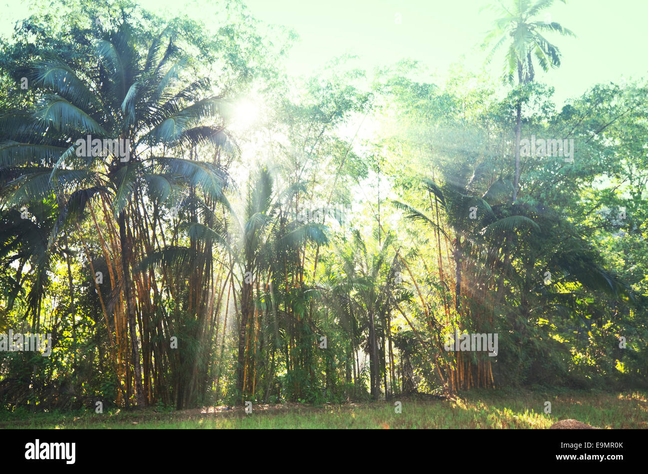 Humid day jungle hi-res stock photography and images - Alamy
