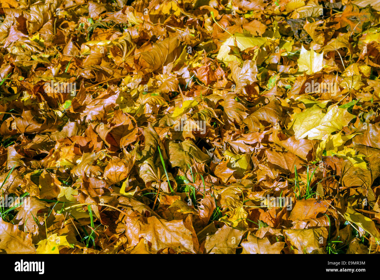 Goldener Teppich Stock Photos Goldener Teppich Stock Images Alamy