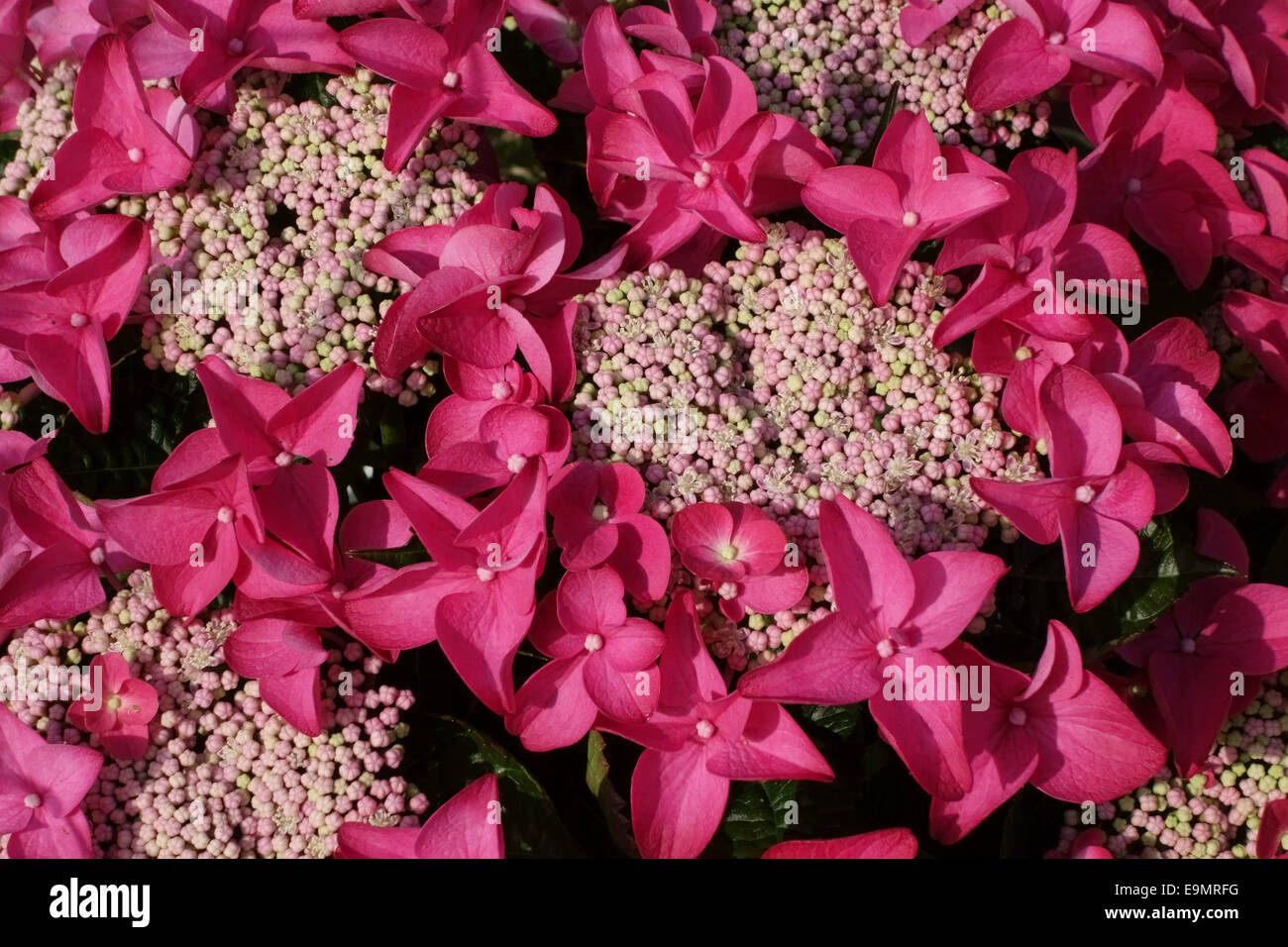Flowers of Hydrangea macrophylla "Red Lacecap", bigleaf hydrangea small