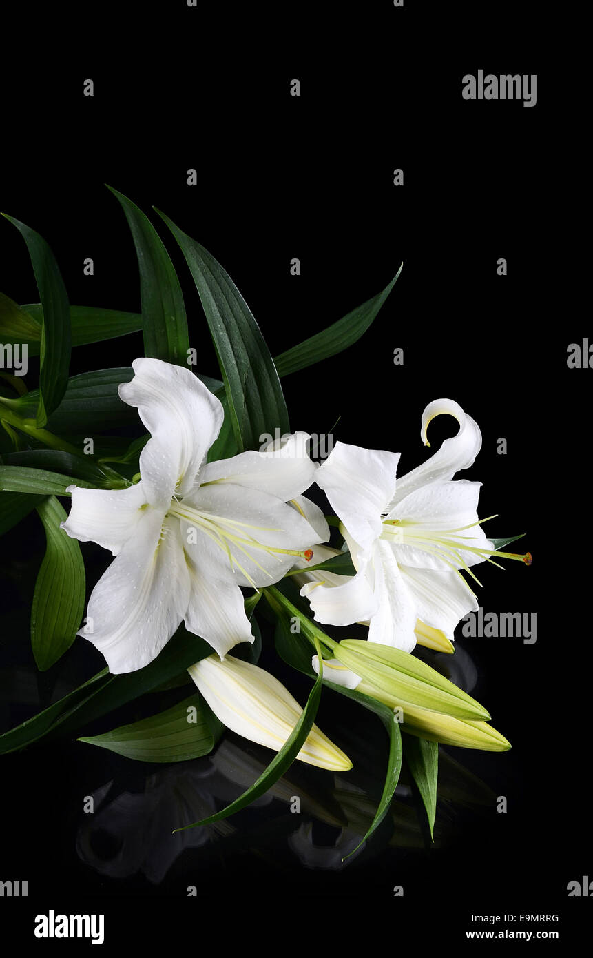 White lily on a black background Stock Photo - Alamy