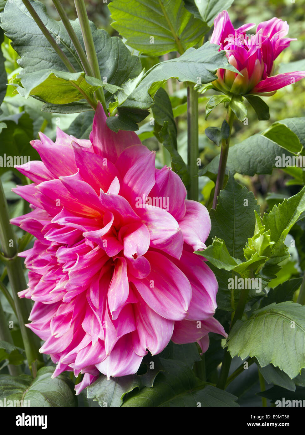 dahlia Stock Photo