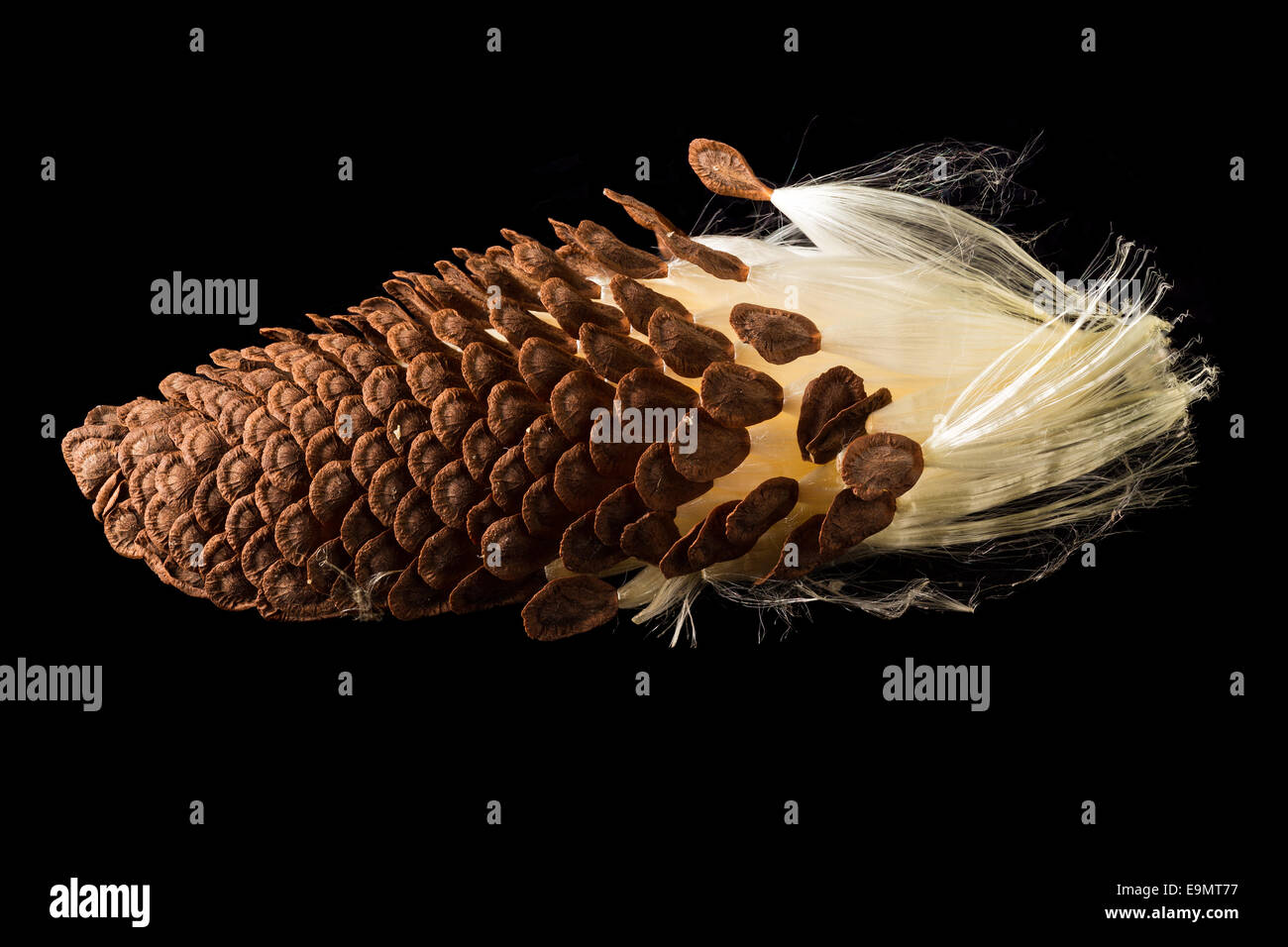 Macro photo of swamp milkweed seed pod Stock Photo Alamy