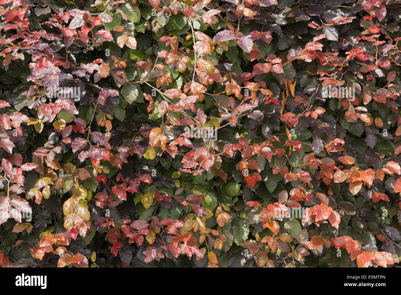 copper beech hedging Stock Photo