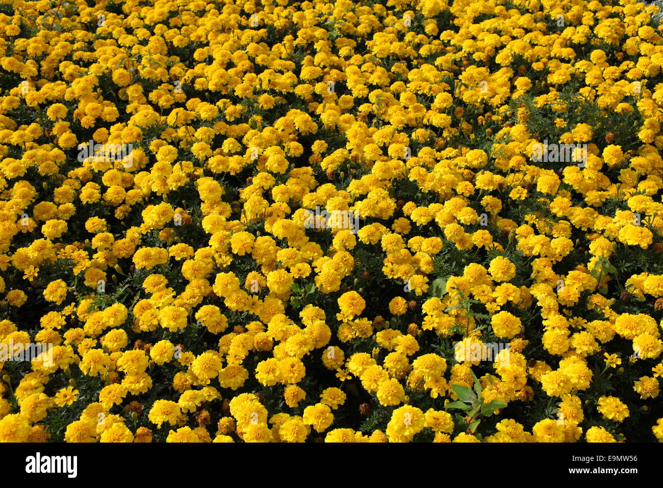 Yellow Marigolds Stock Photo