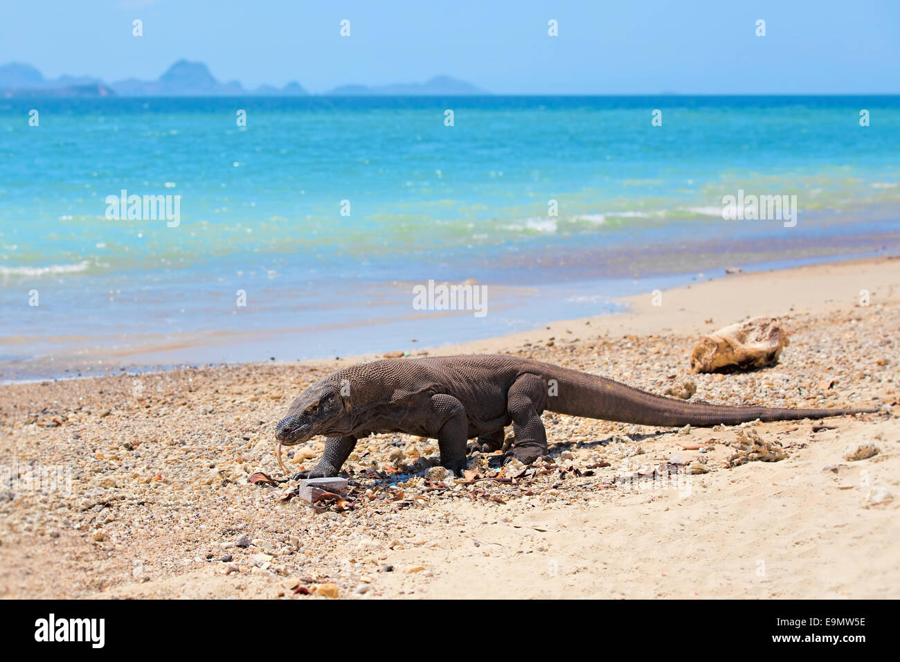 Dragon komodo hires stock photography and