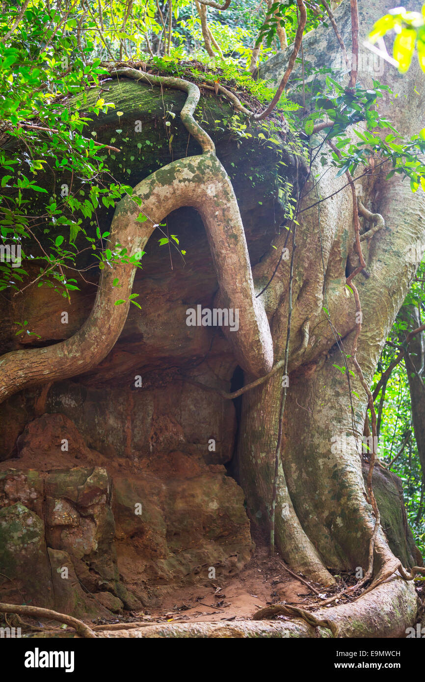 Ank Tree Tree in Angkor Stock Photo - Alamy