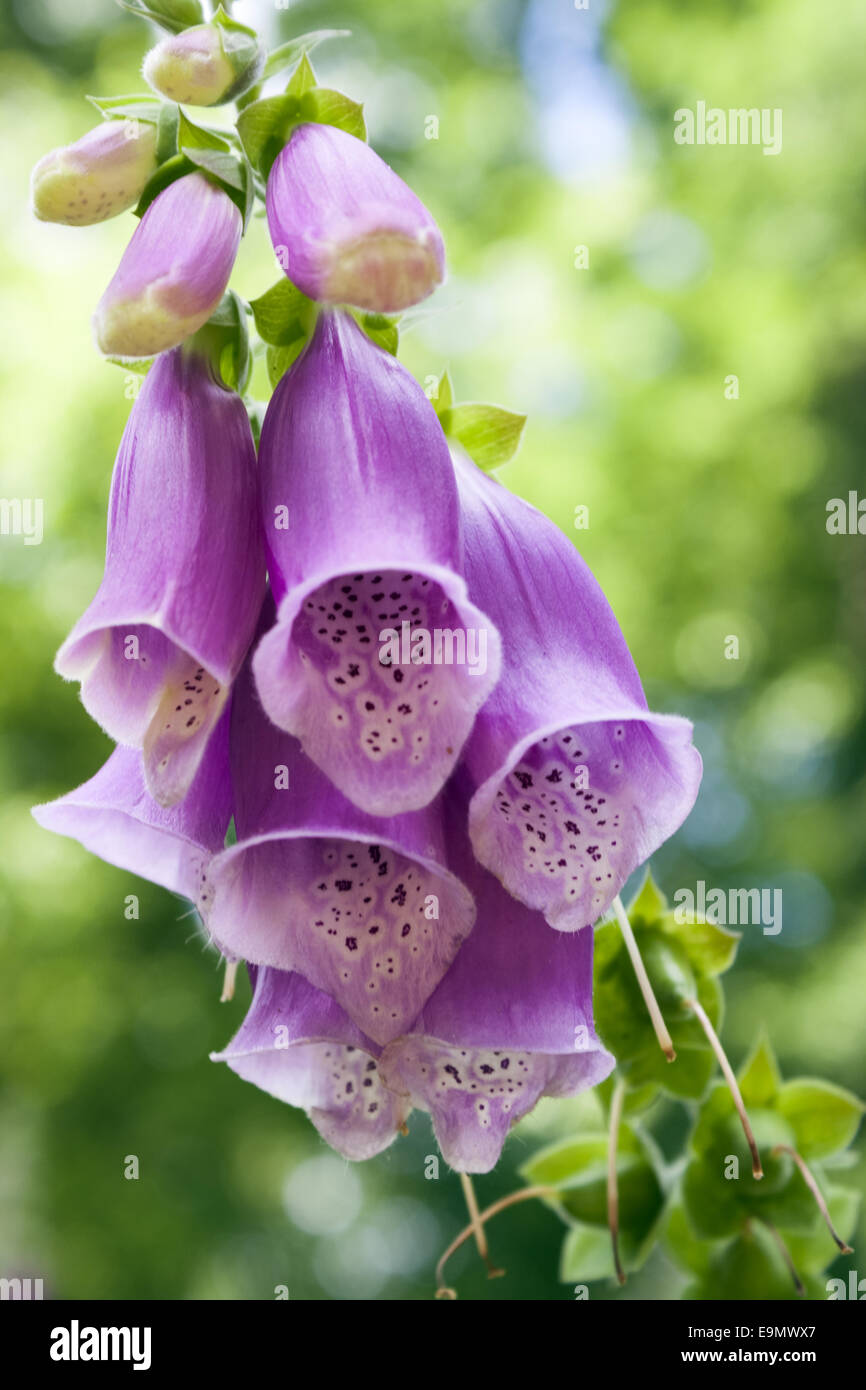 Digitalis Stock Photo