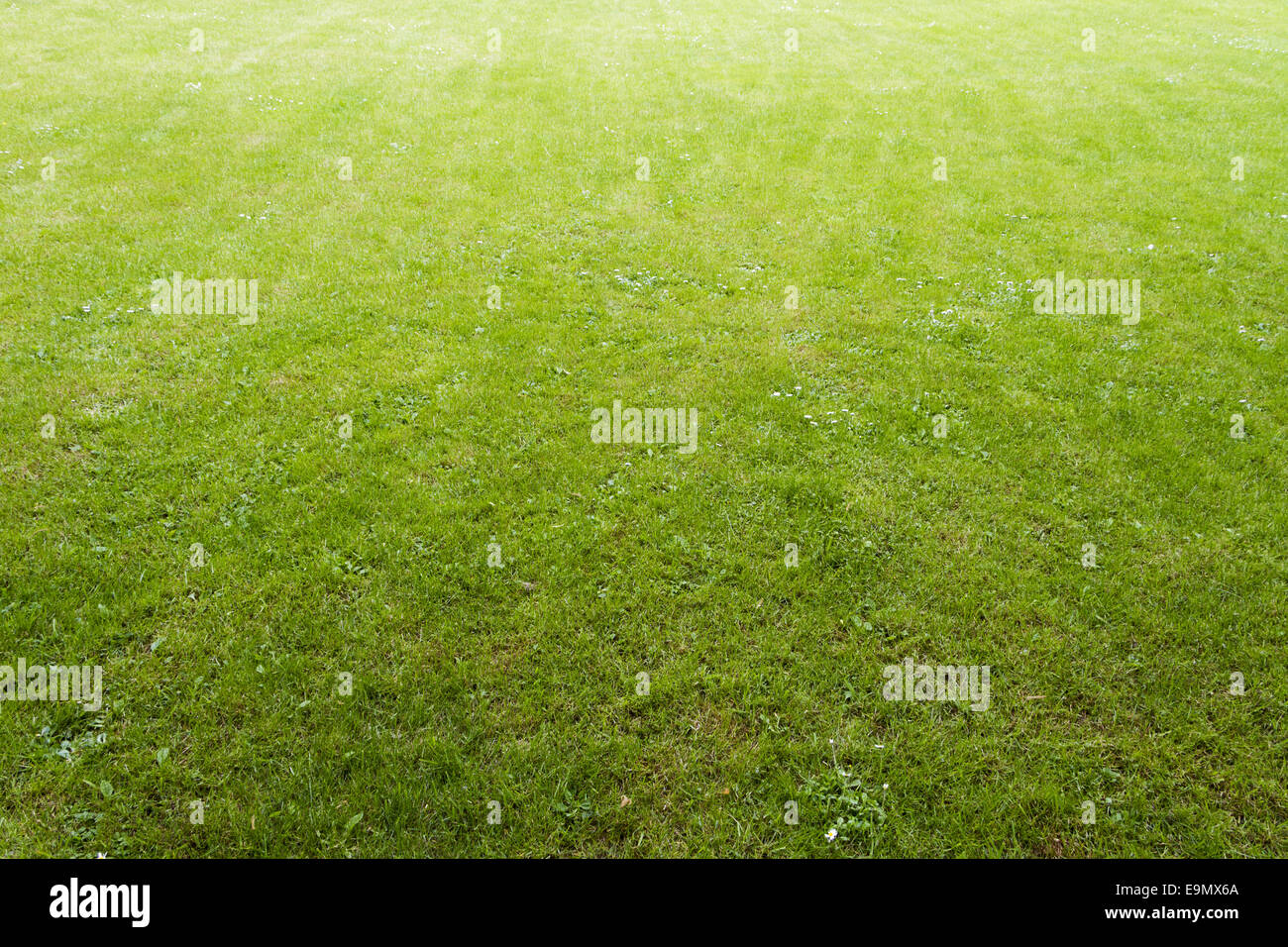 Frisches gras hi-res stock photography and images - Alamy