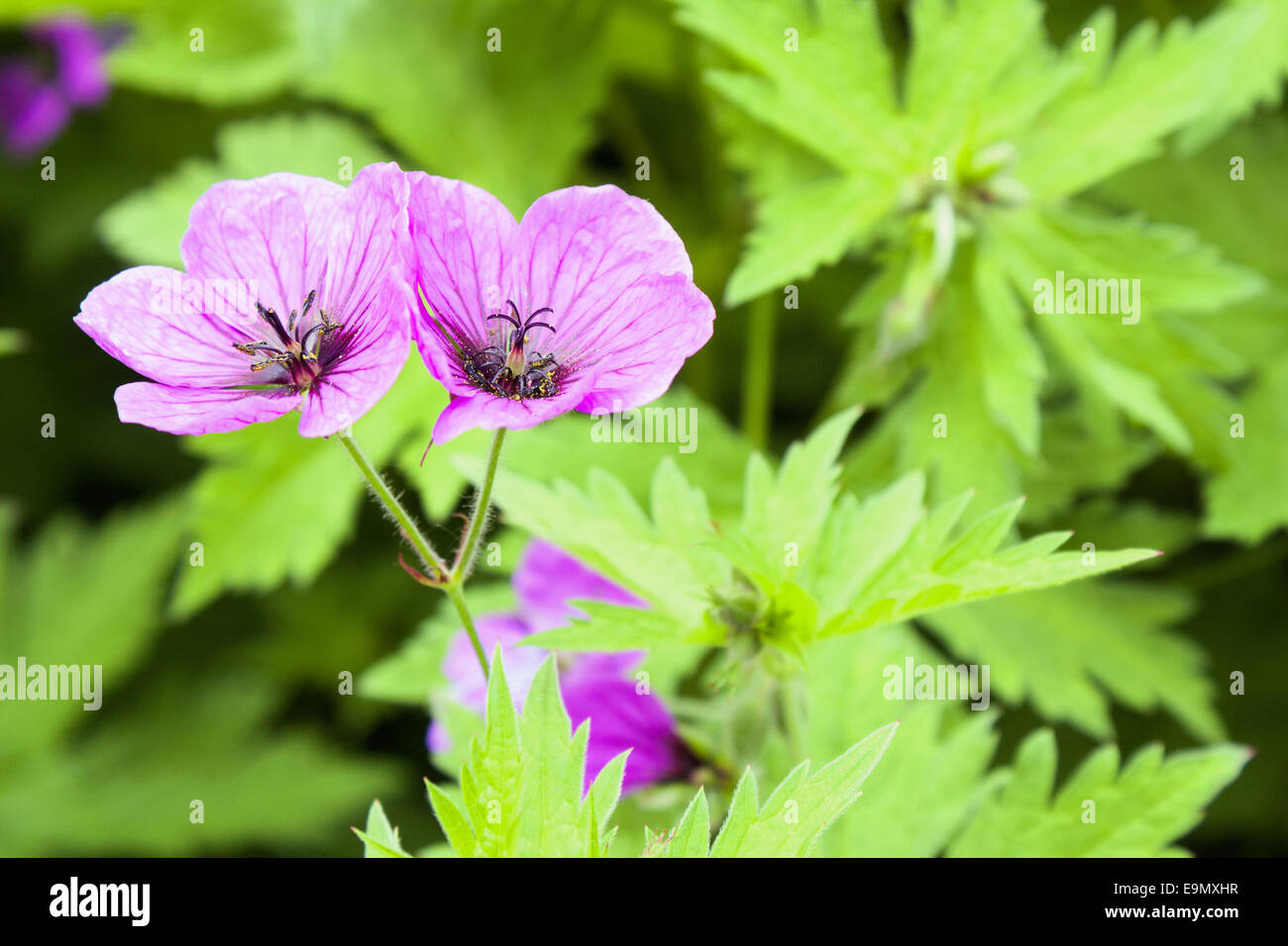 Geranium pratense Stock Photo