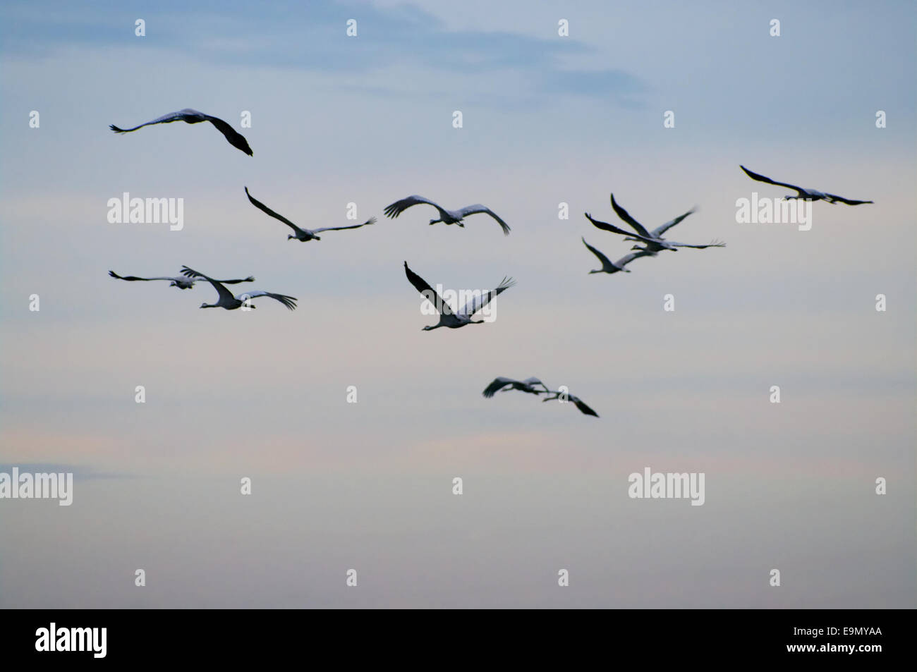 Cranes in autumn Stock Photo - Alamy