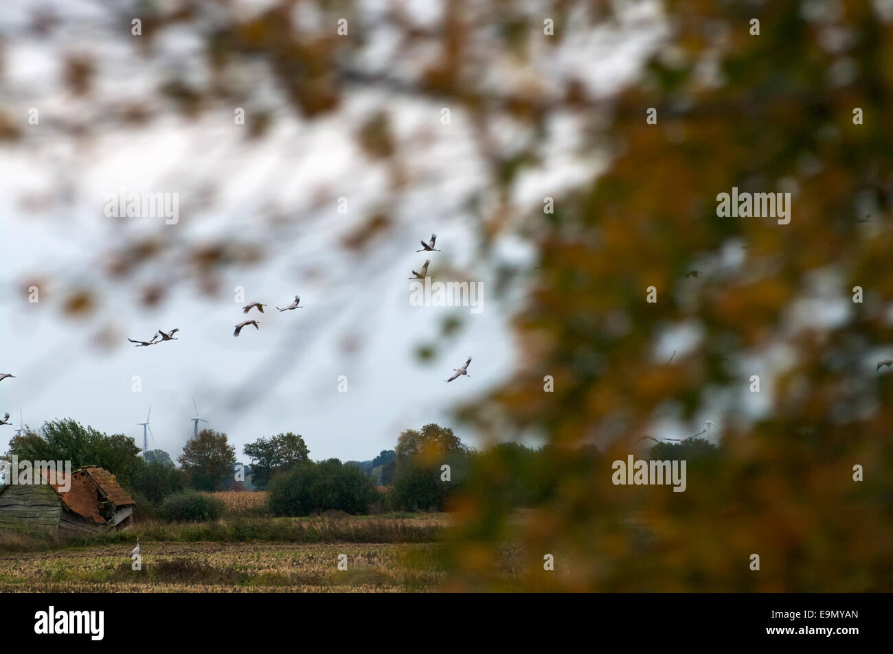 Cranes in autumn Stock Photo - Alamy