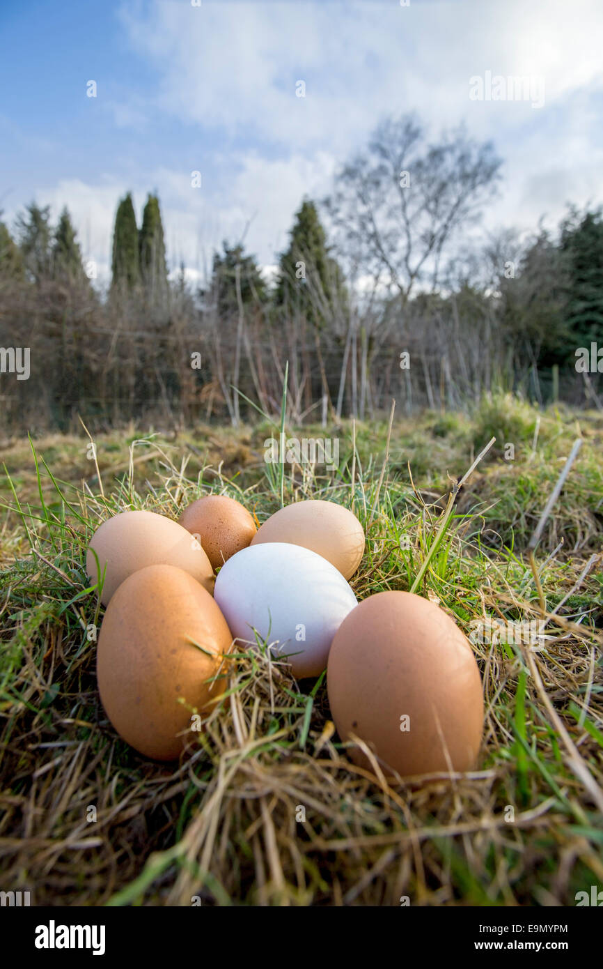 Free range eggs in the chicken run. Stock Photo
