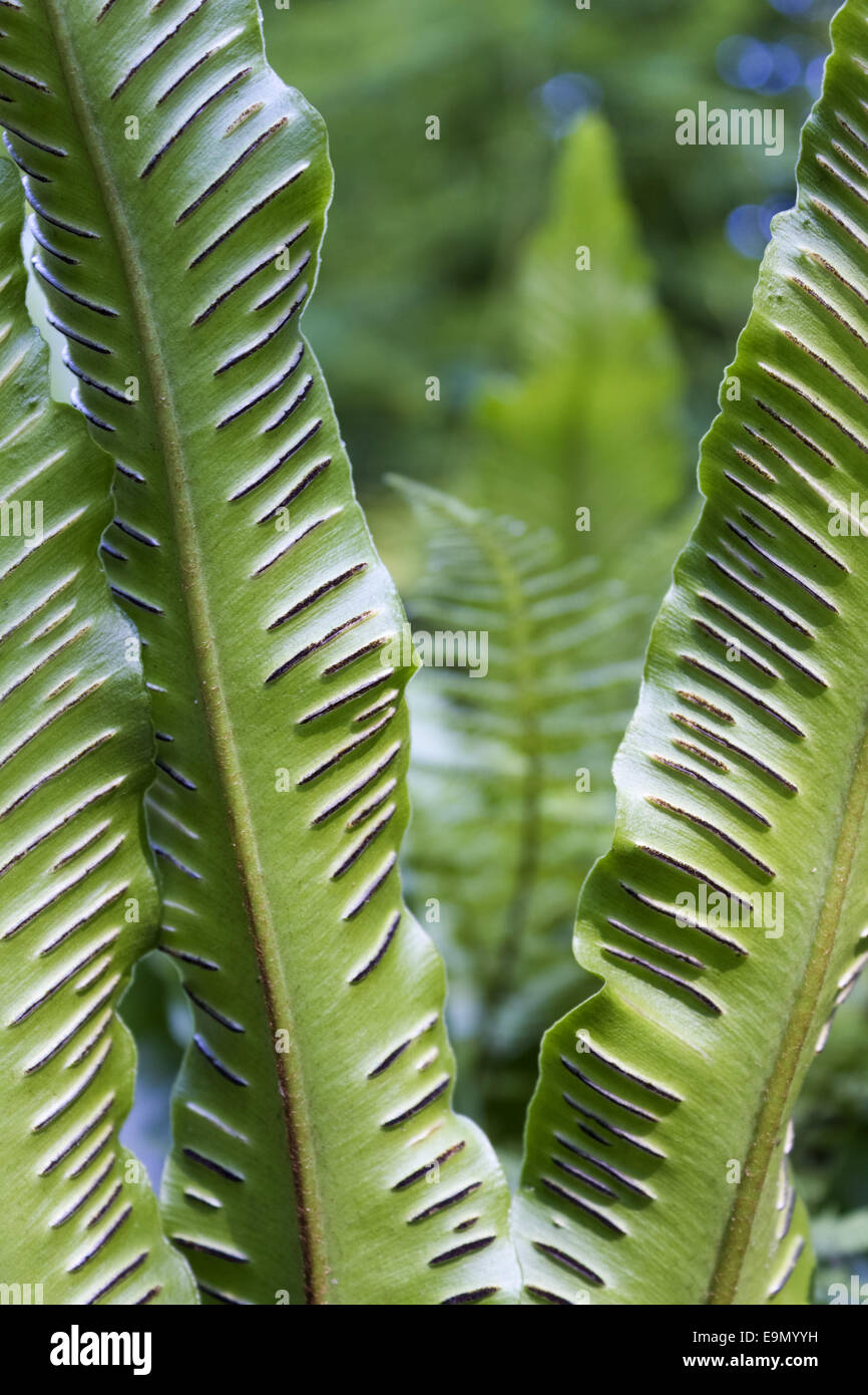 phyllitis scolopendrium Stock Photo