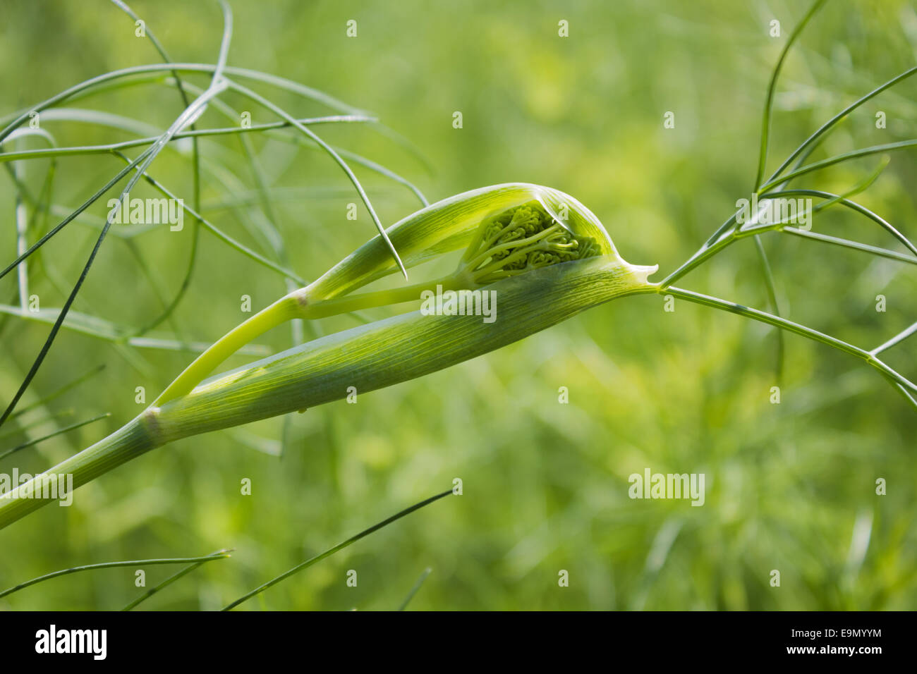 fennel in bud Stock Photo