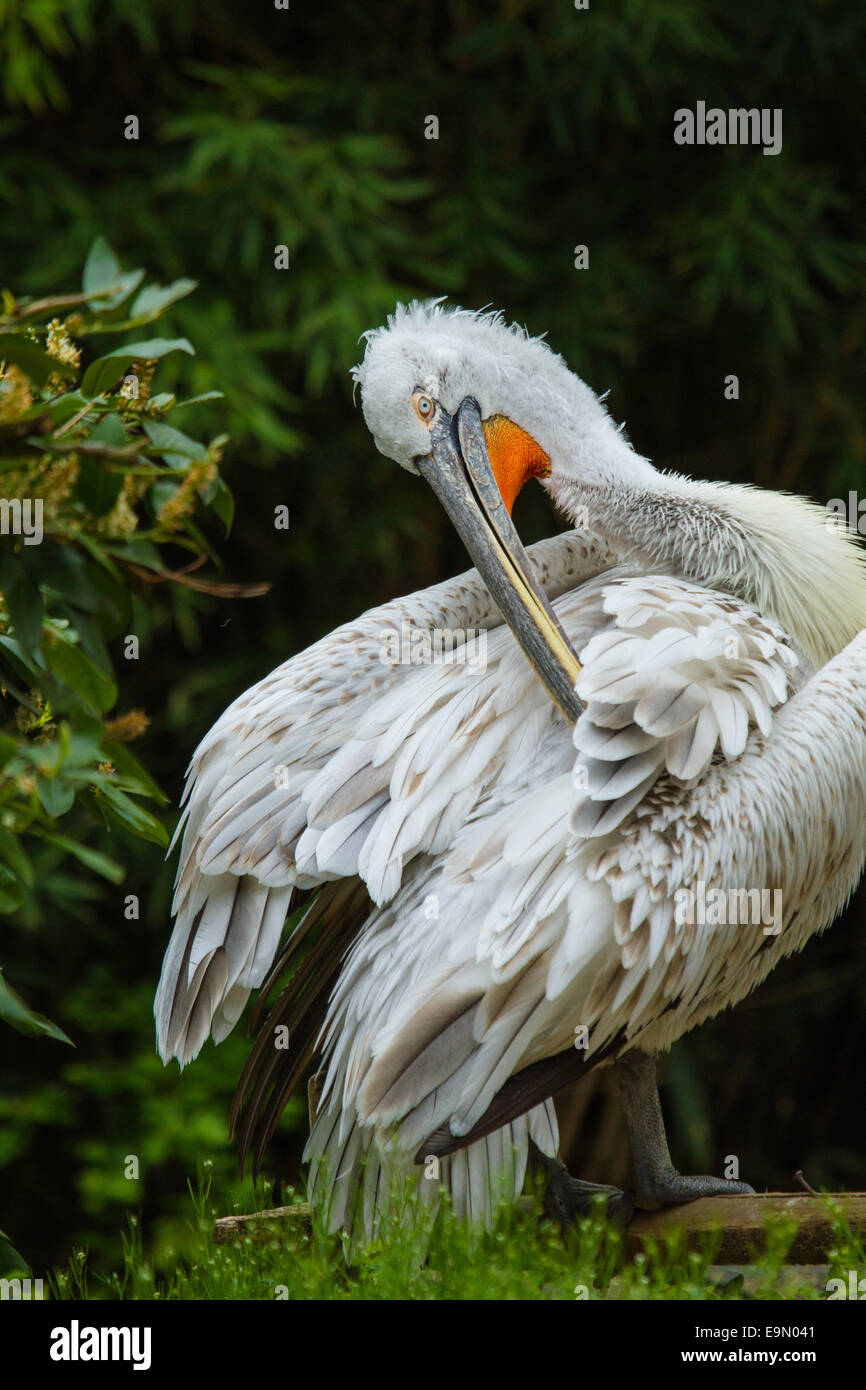 Dalmatian Pelican (Pelecanus crispus) Stock Photo