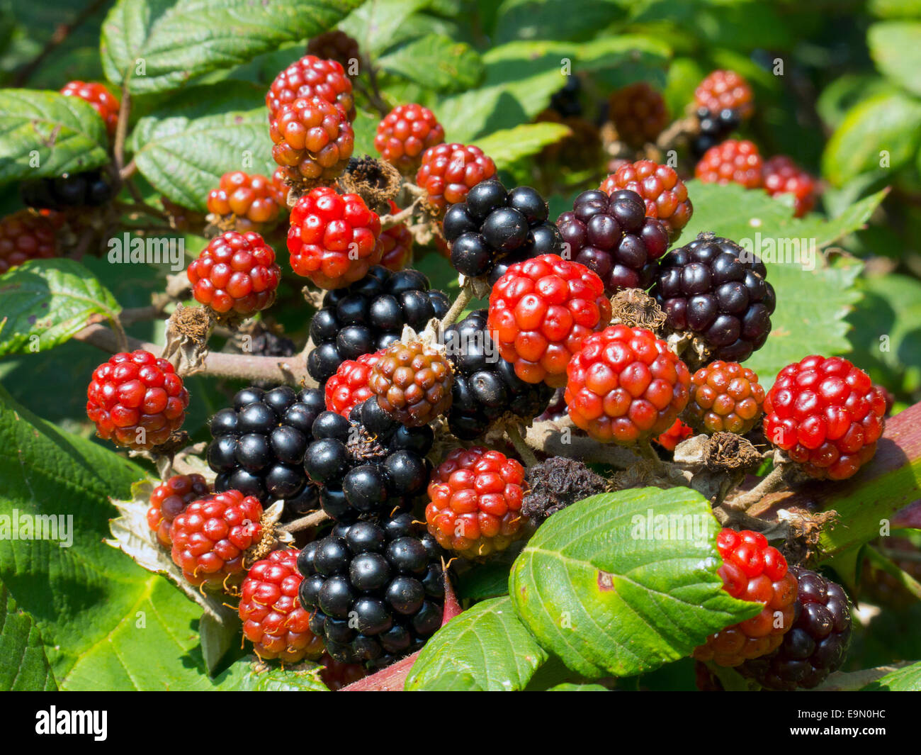 wild blackberry bush (Rubus fruticosus) close up of ripening and unripe