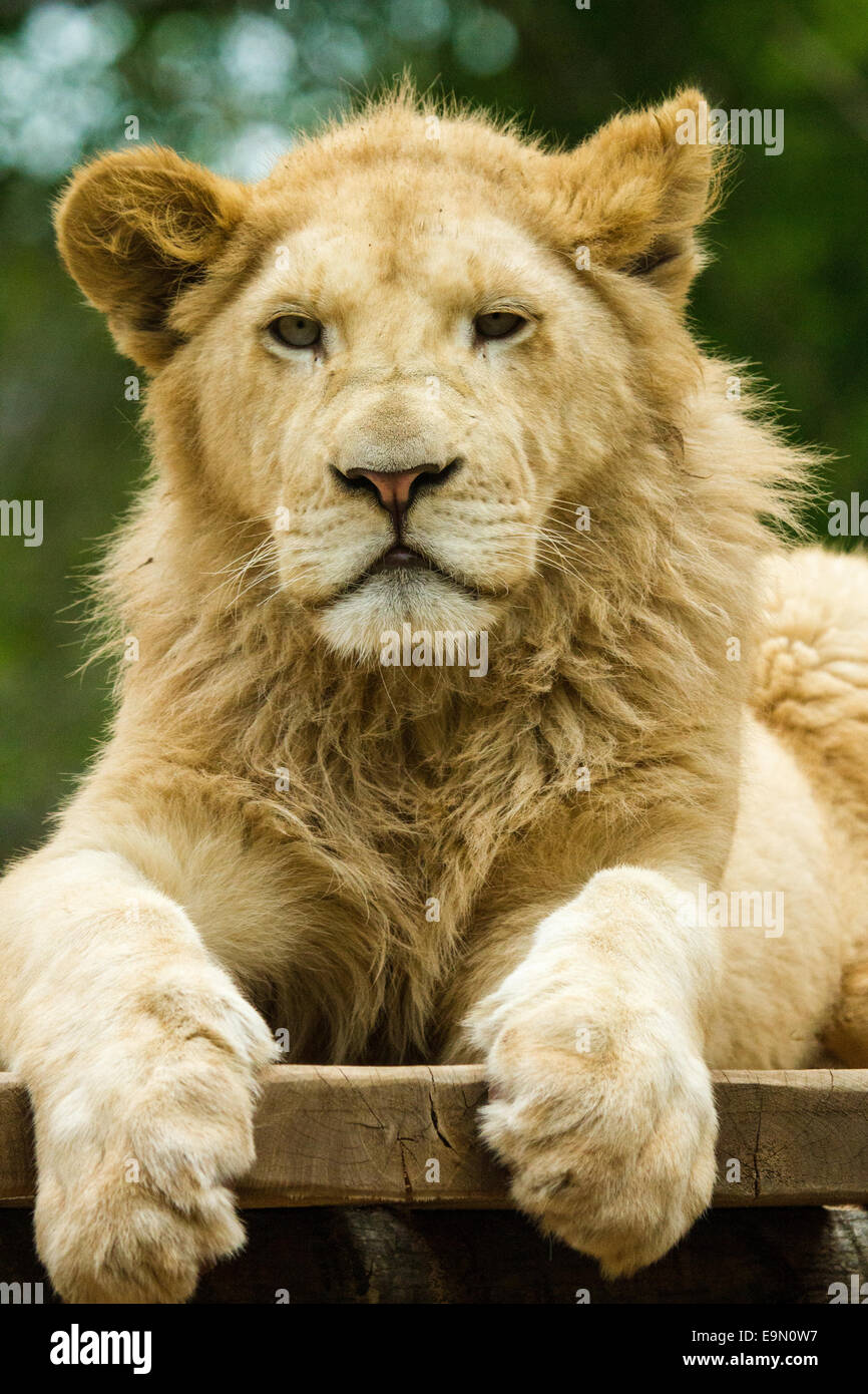 Lion (Panthera leo) Stock Photo