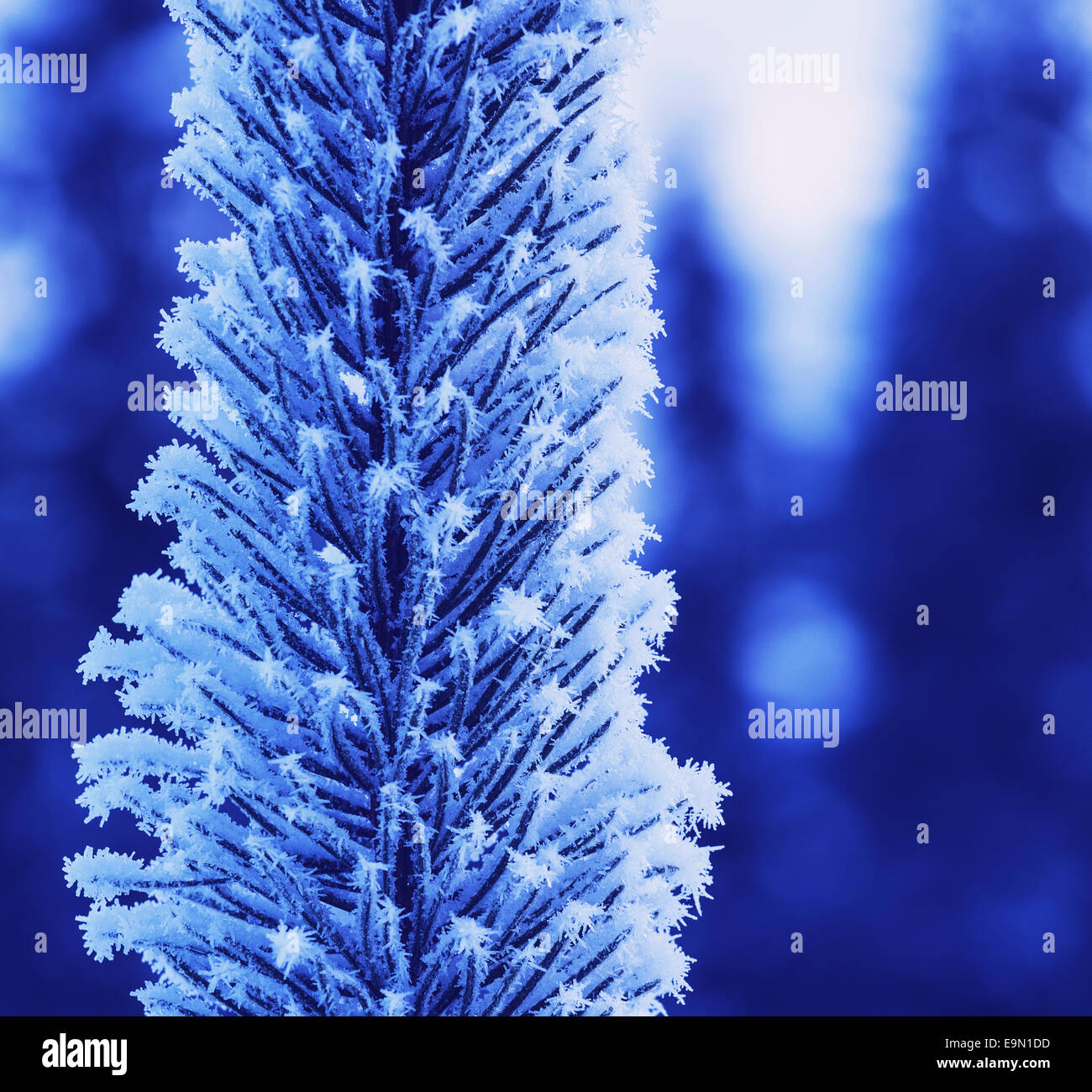 Frozen snowy trees hi-res stock photography and images - Alamy