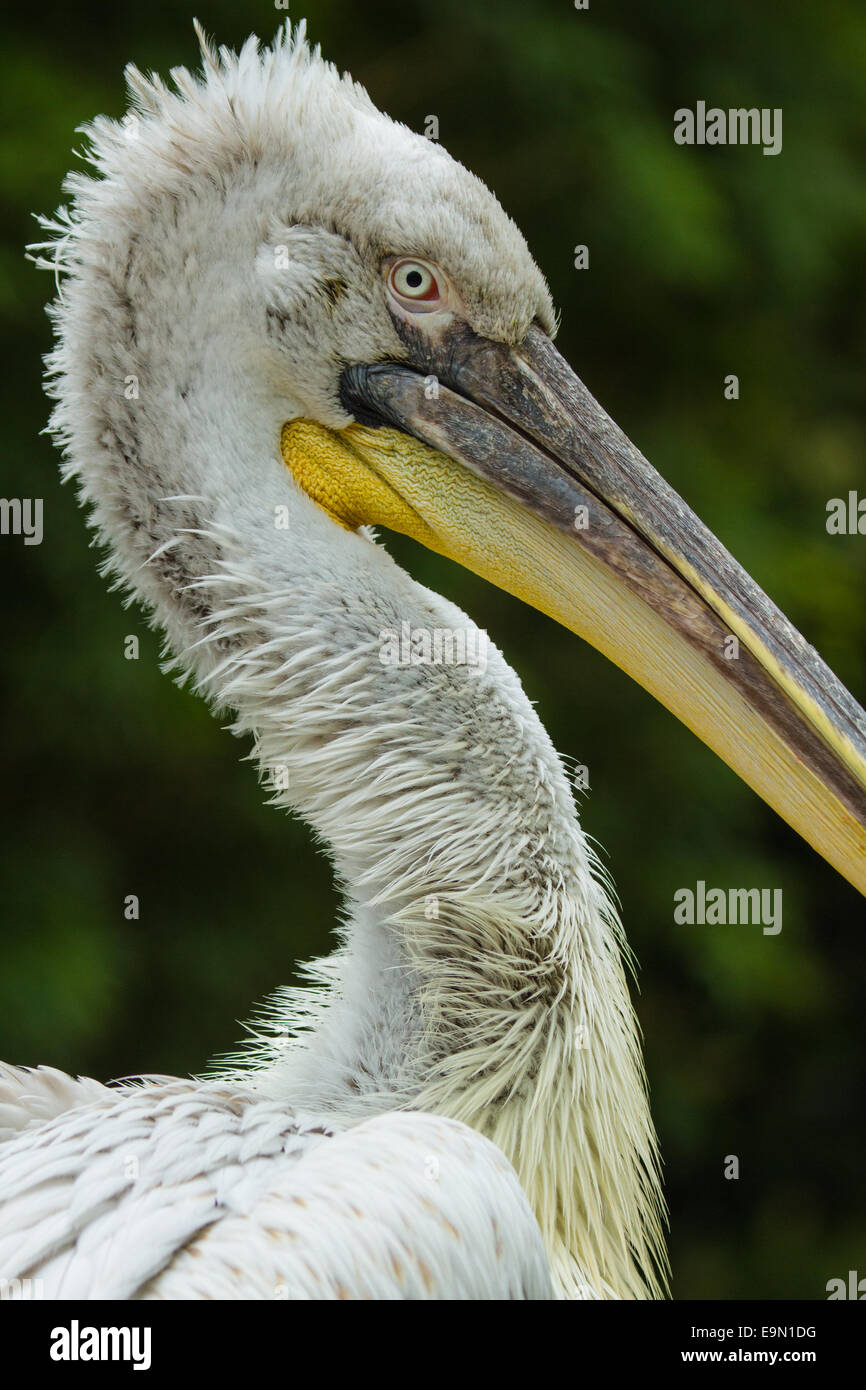 Dalmatian Pelican (Pelecanus crispus) Stock Photo