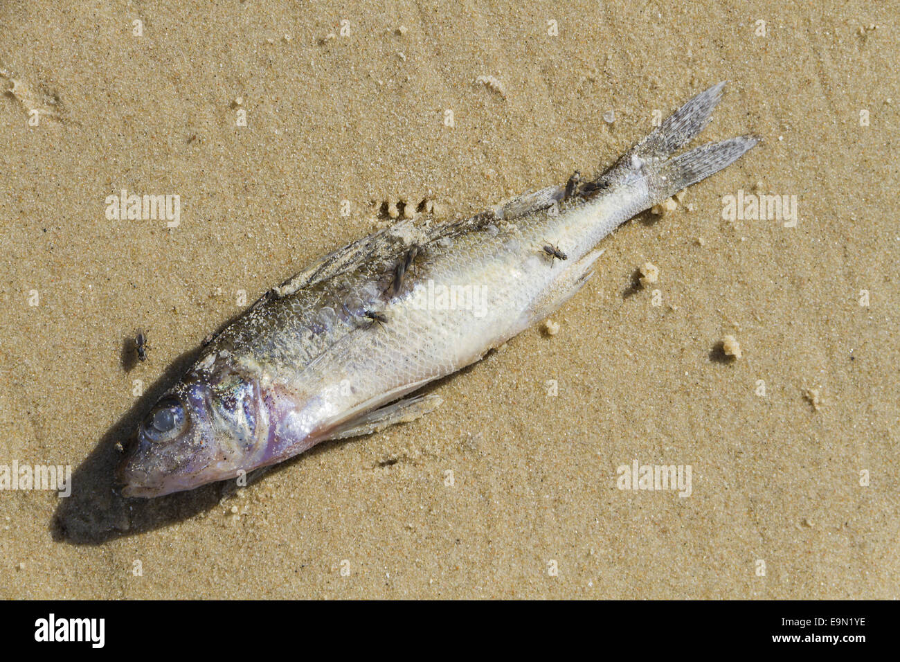 Perished photo hi-res stock photography and images - Alamy