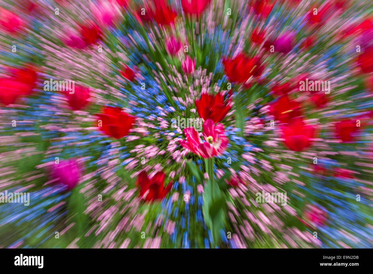 Flower impression Stock Photo