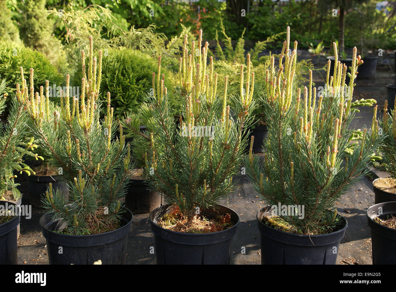 Fastigiate Scots Pines Stock Photo