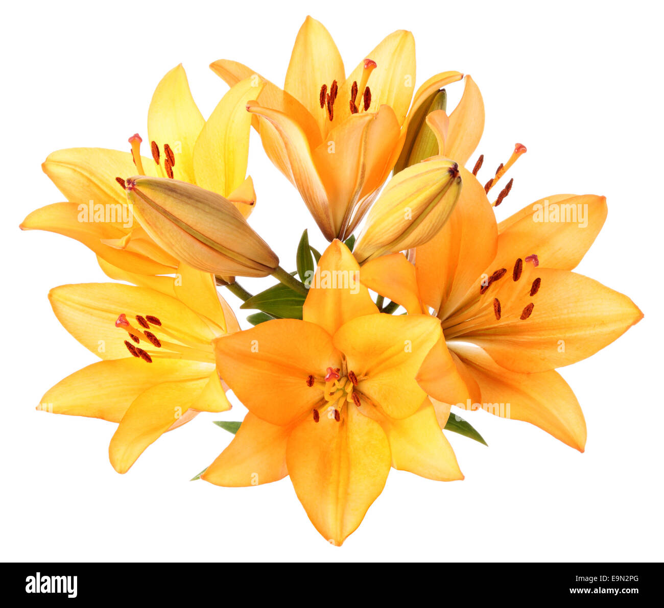 Lilies, flowers card view isolated on a white background Stock Photo
