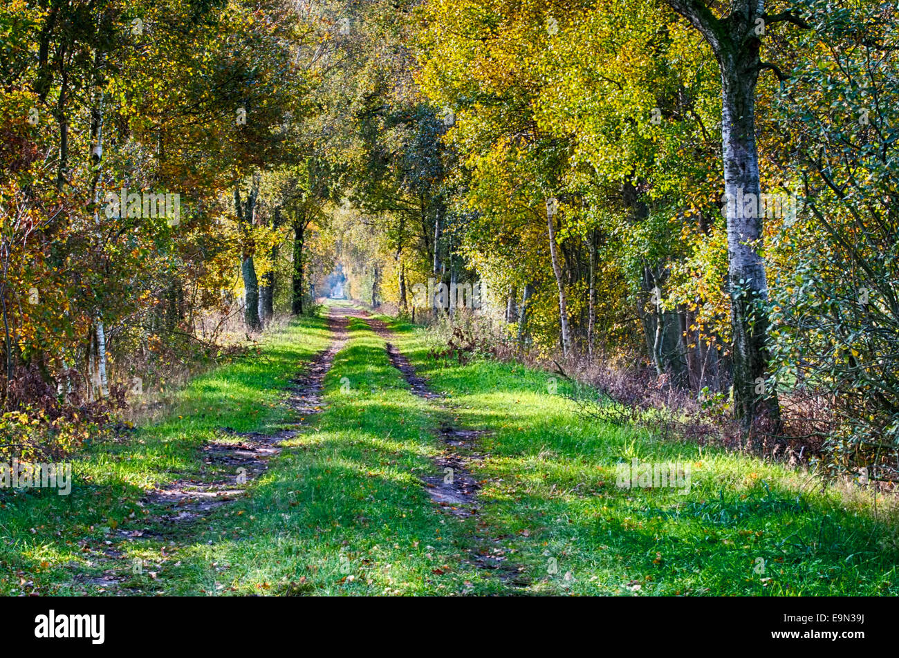 Moor Example Impressions in the moor Stock Photo - Alamy