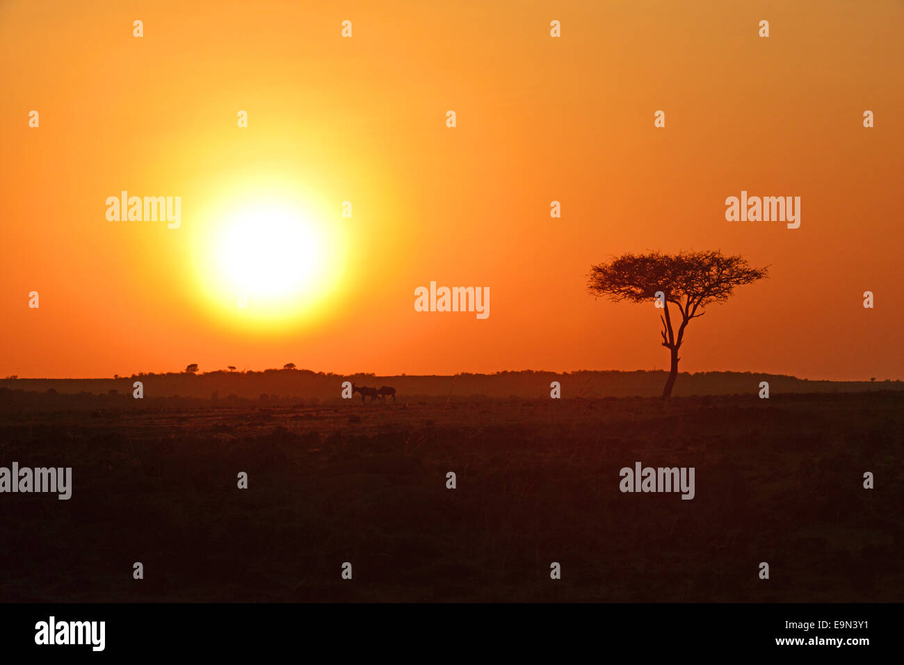 Masai Mara Sunrise Stock Photo - Alamy