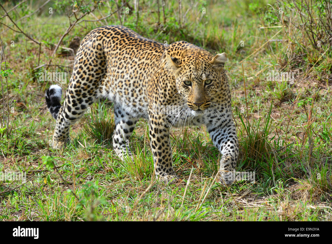 Leopard - Bahati Stock Photo