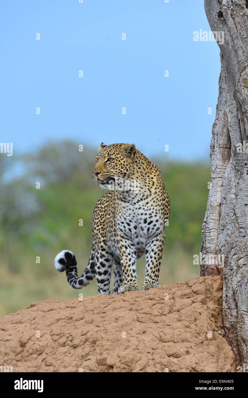 Masai Mara Leopard - Bahati Stock Photo