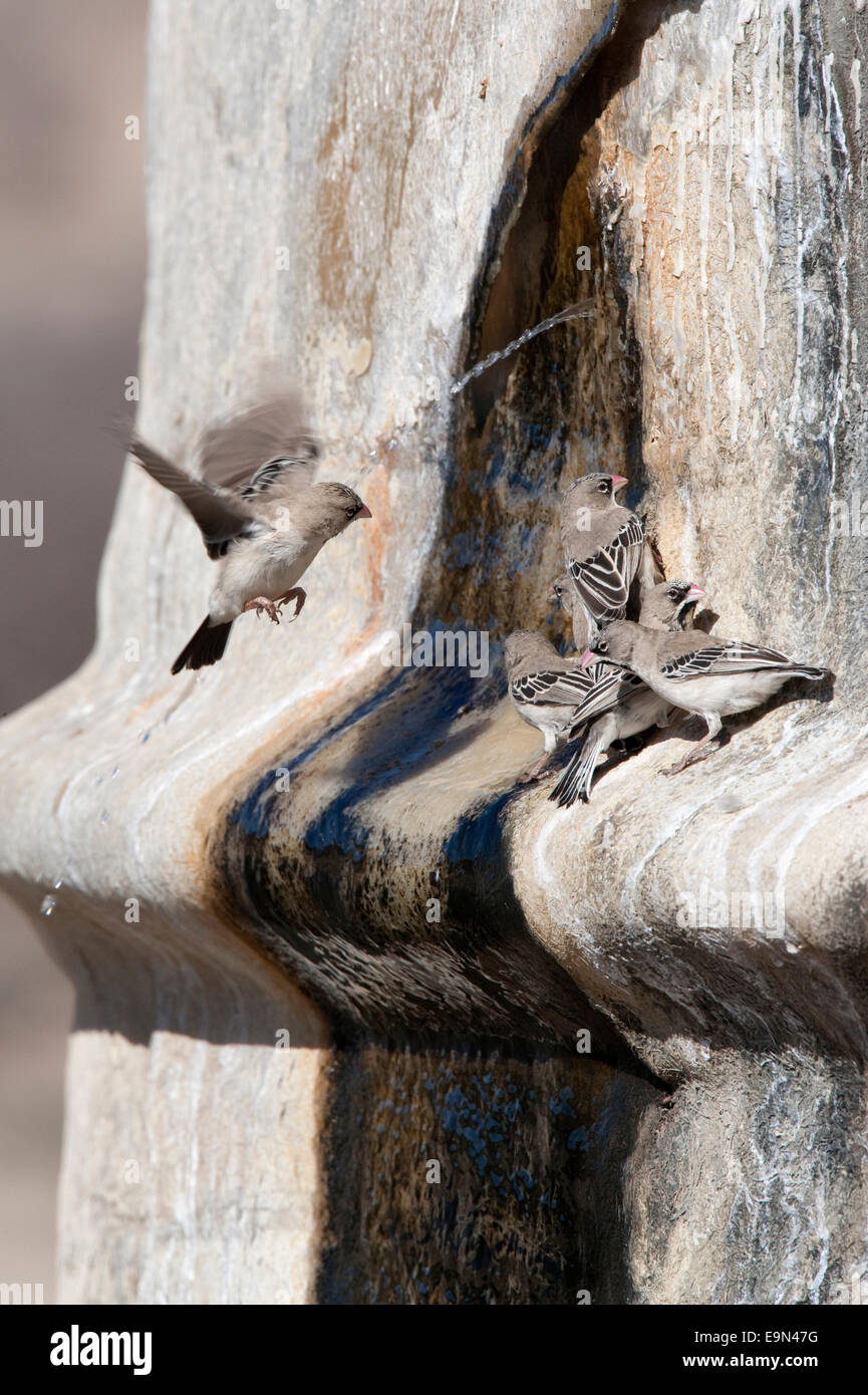 Scaly feathered finches,Sproropipes squamifrons, drinking at leak in water tank, Kgalagadi Transfrontier Park, South Africa Stock Photo
