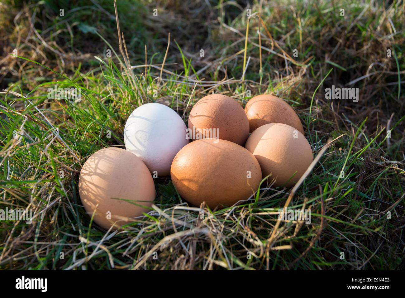 Free range eggs in the chicken run. Stock Photo