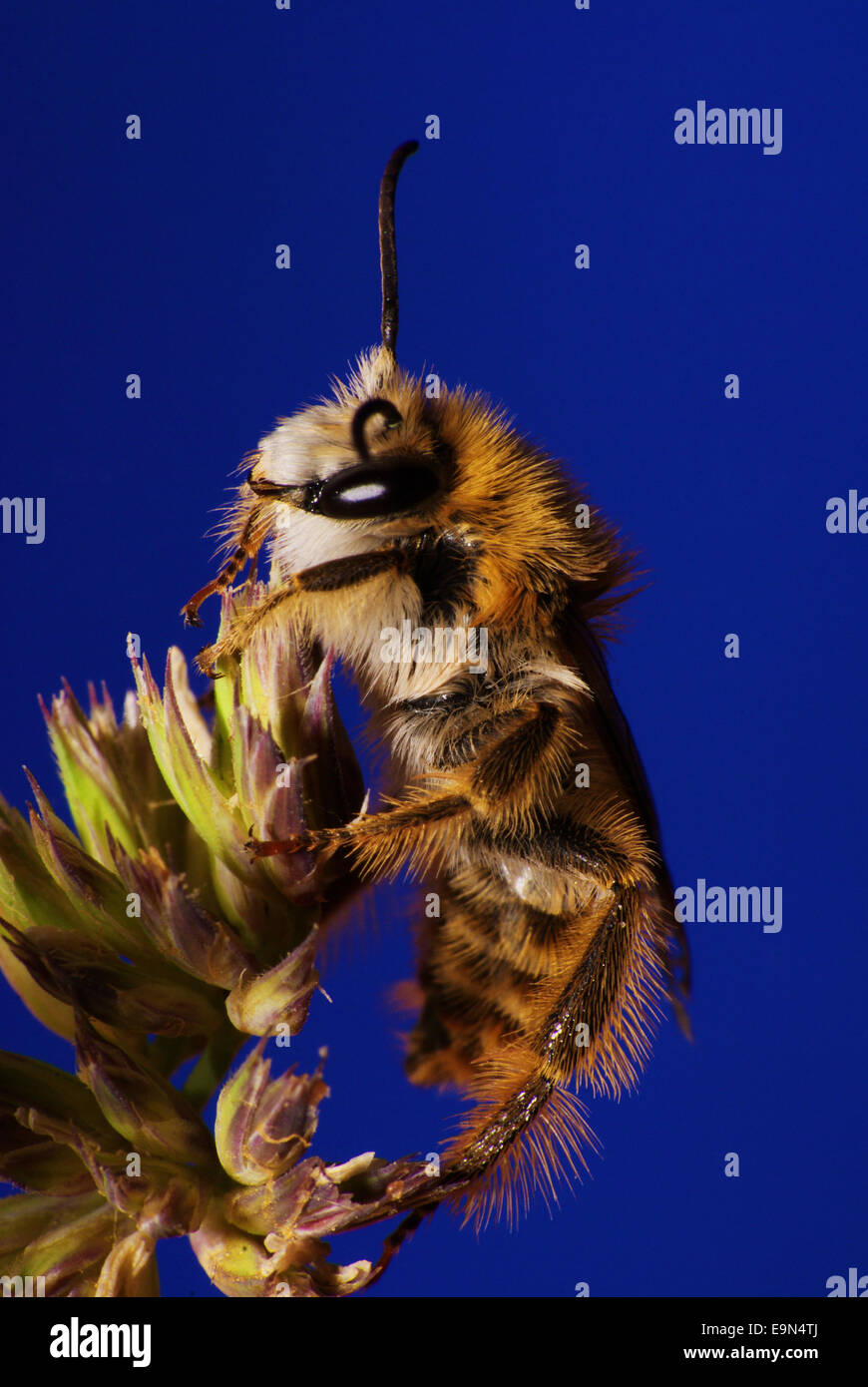 Creative bee hi-res stock photography and images - Alamy