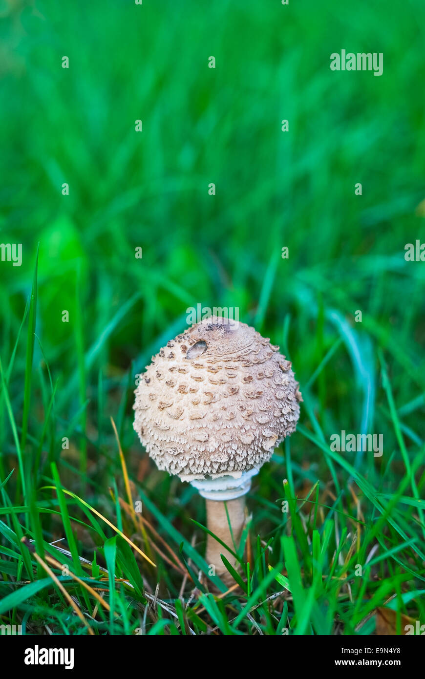 White mushroom Stock Photo