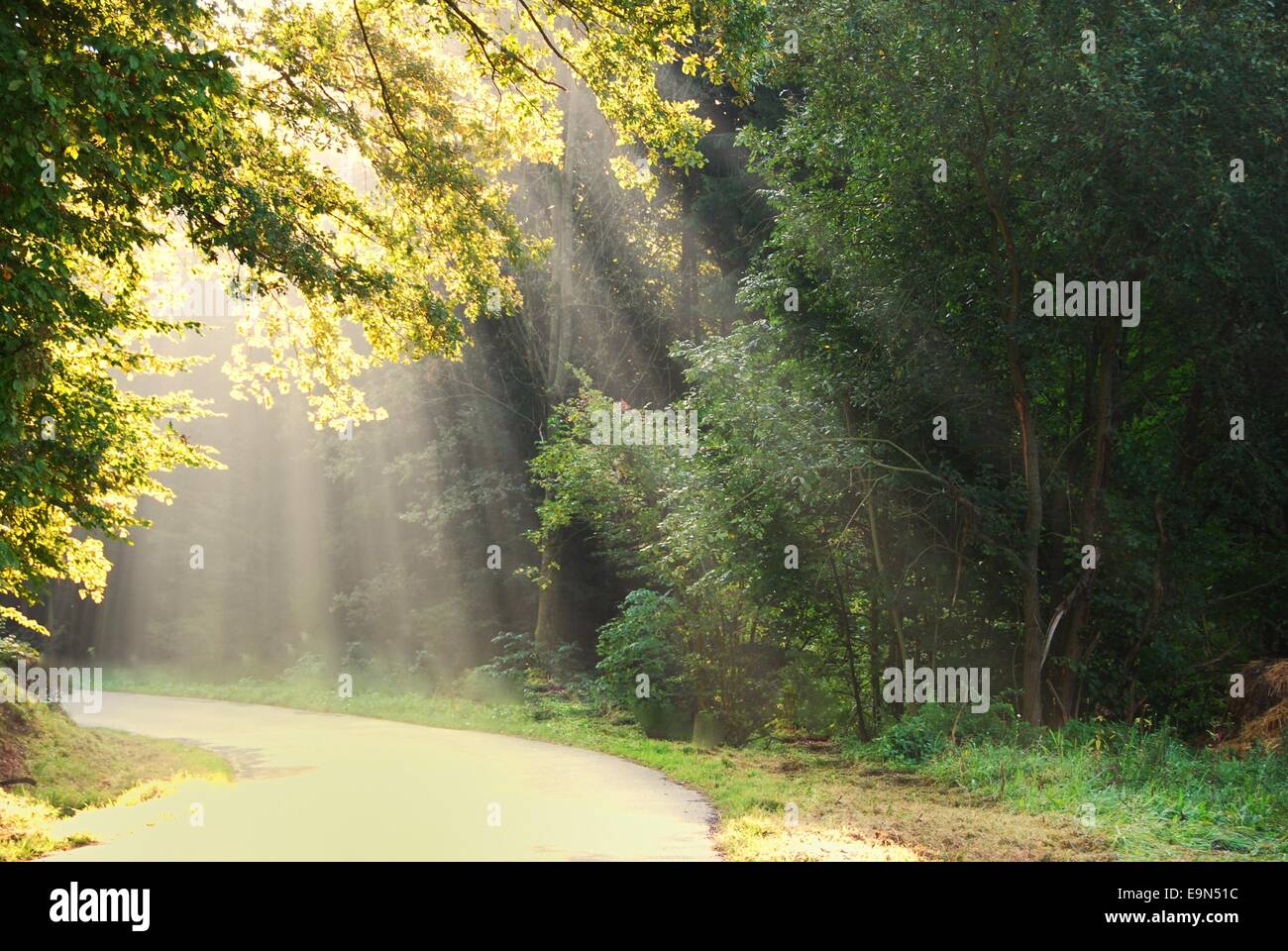 sunlight in the forest Stock Photo Alamy