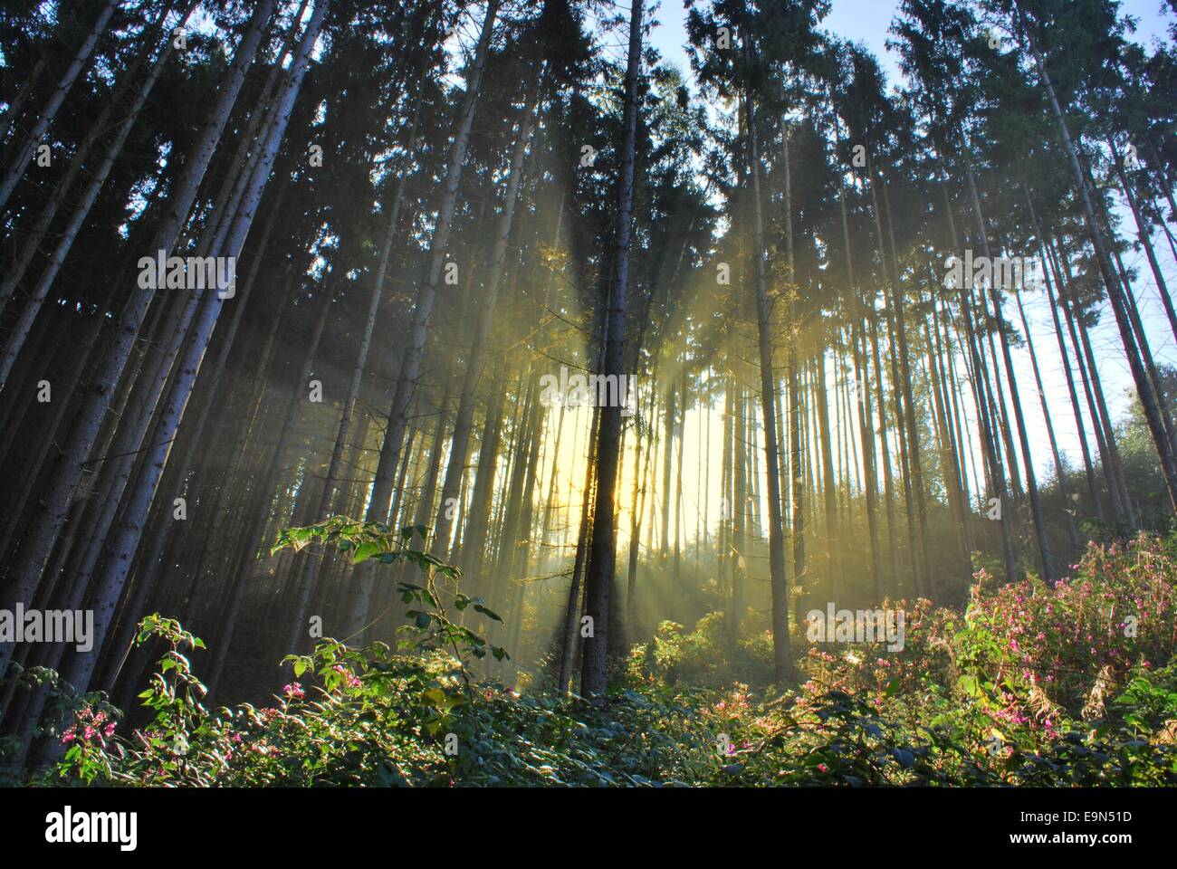 morning sun in the forest Stock Photo - Alamy