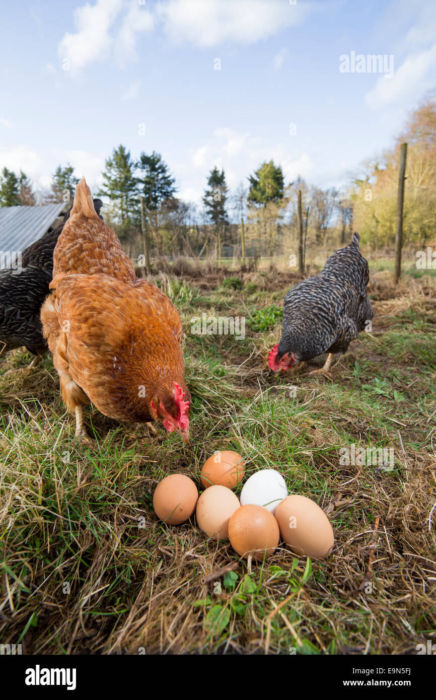 Free range Rhode Island Red and Maran hens with eggs. Stock Photo