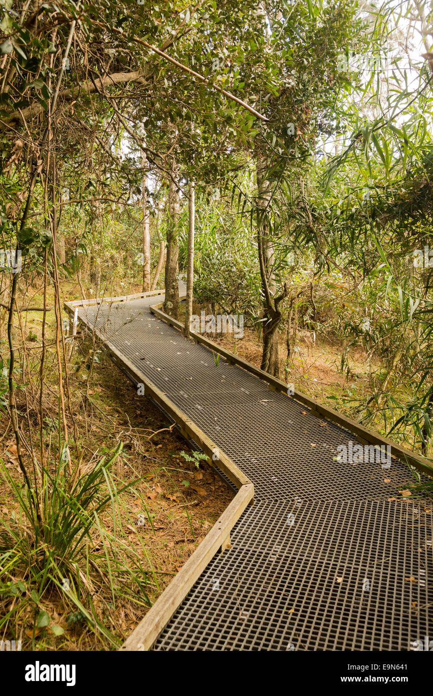 Raised walkway through forest in NSW Stock Photo