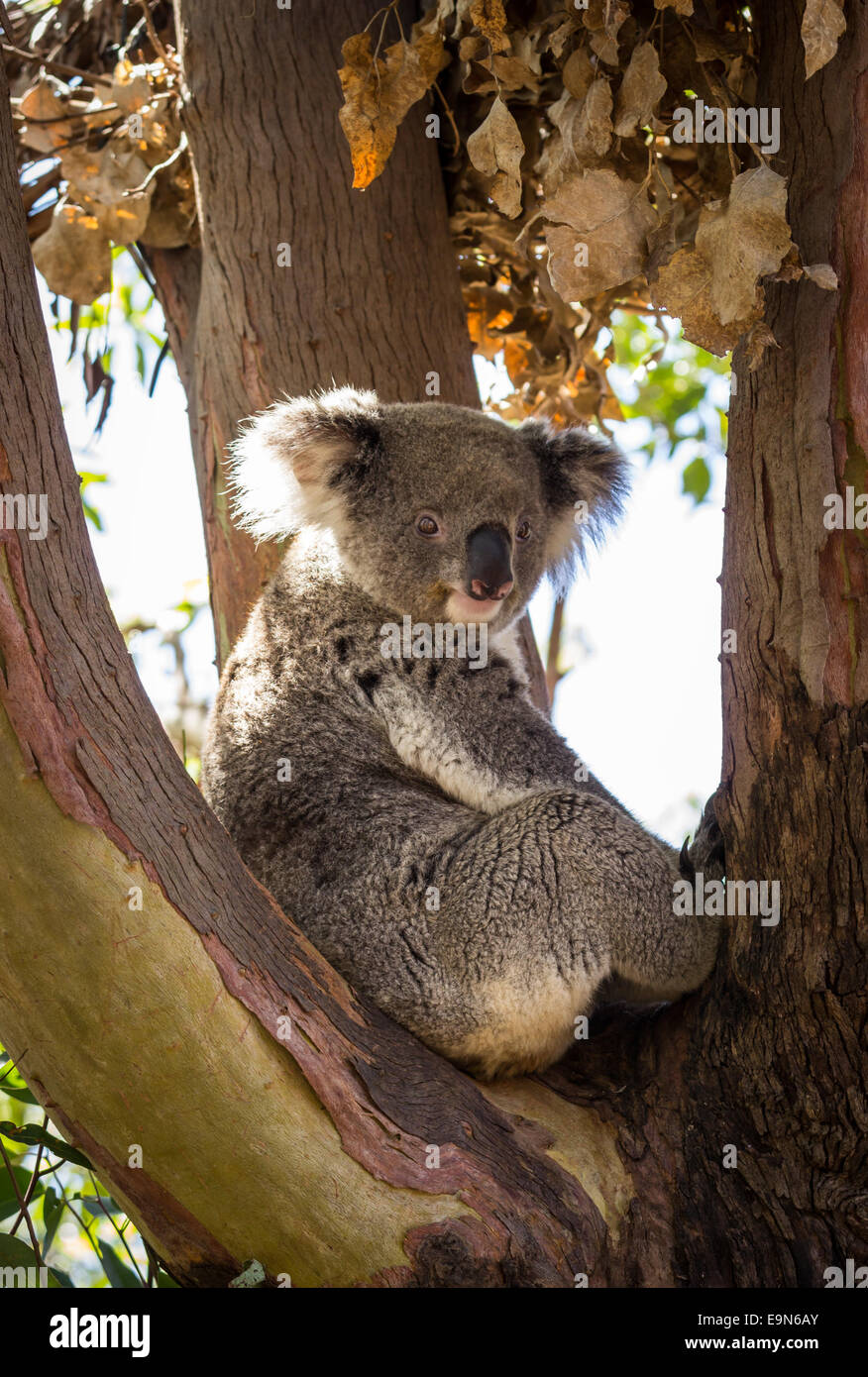 Close up of Koala bear in tree Stock Photo