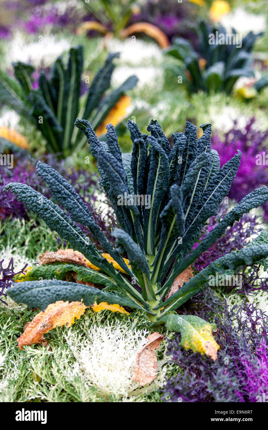 Brassica oleracea Ornamental Cabbage leaves growing kale Stock Photo