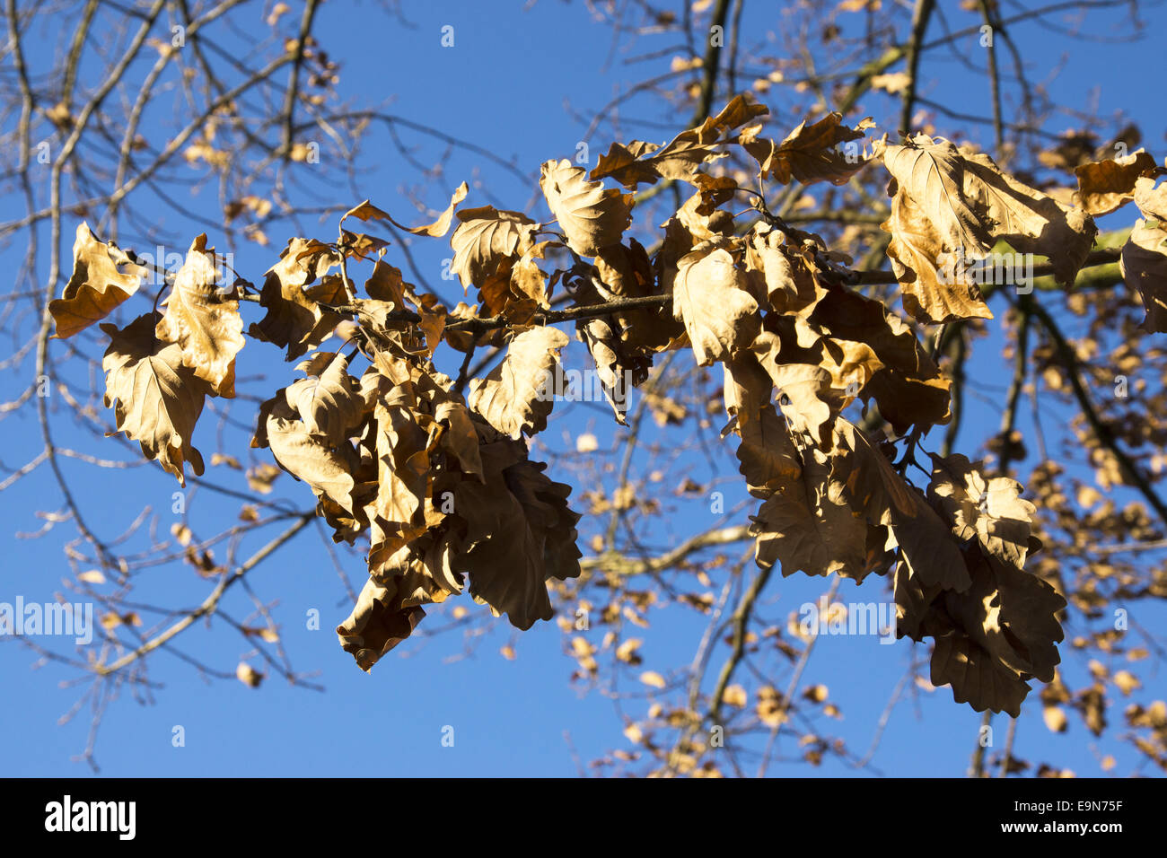 Dry leaves on an tree Stock Photo Alamy
