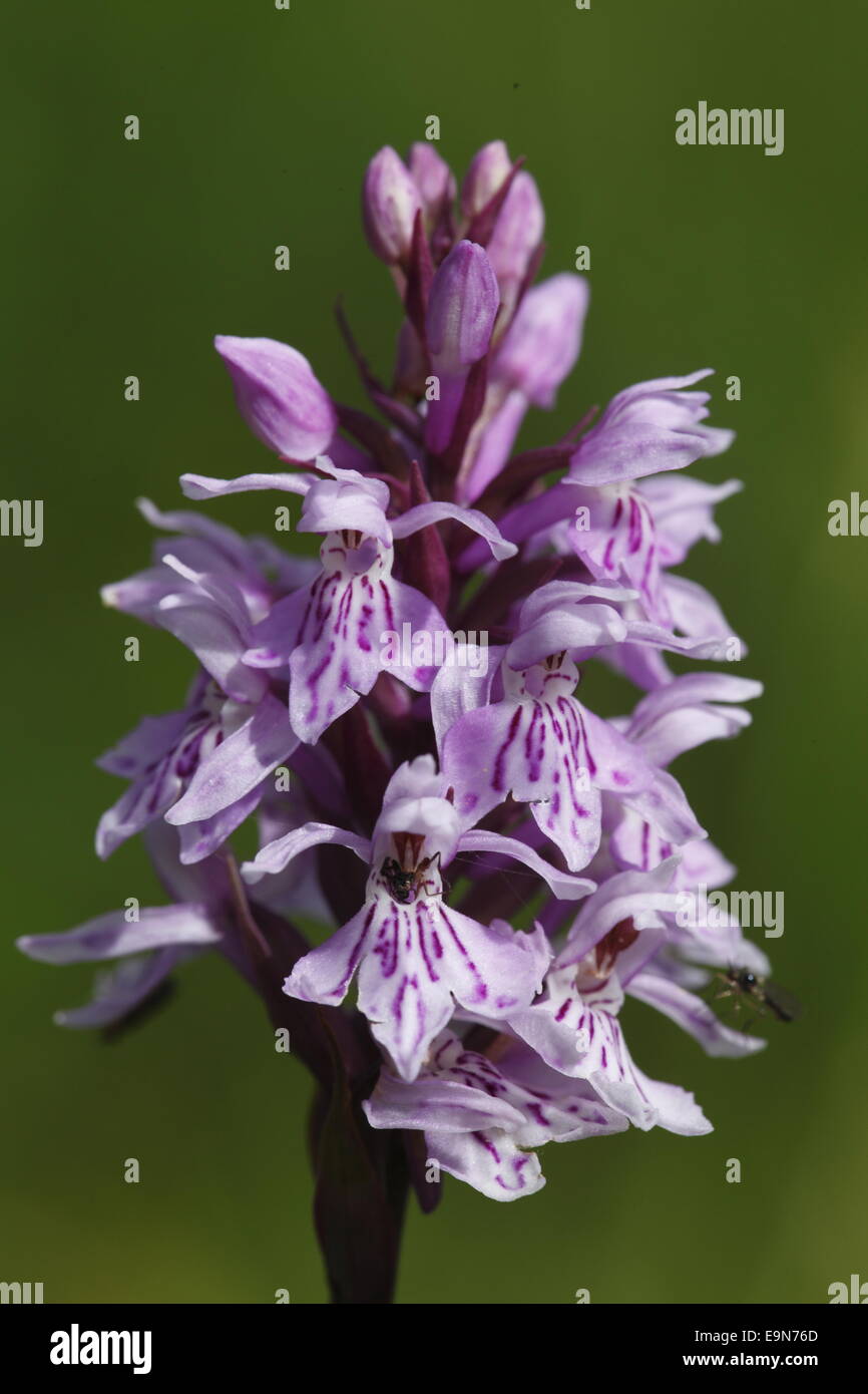 Moorland spotted orchid Stock Photo