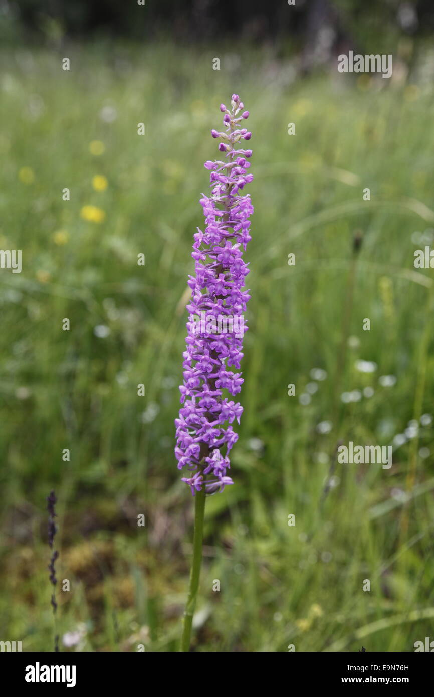 Flagrant orchid Stock Photo