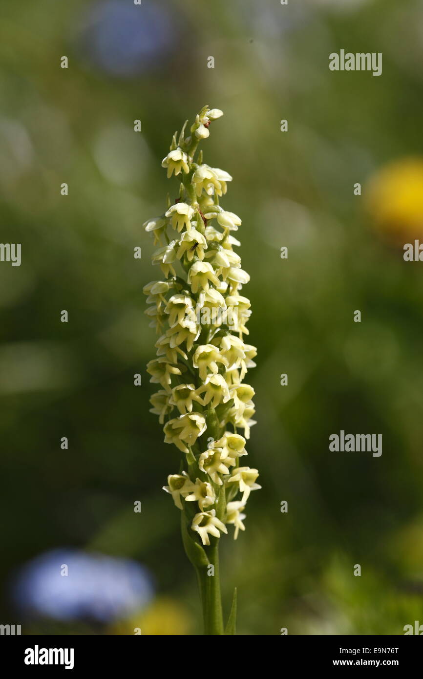 Albida High Resolution Stock Photography and Images - Alamy