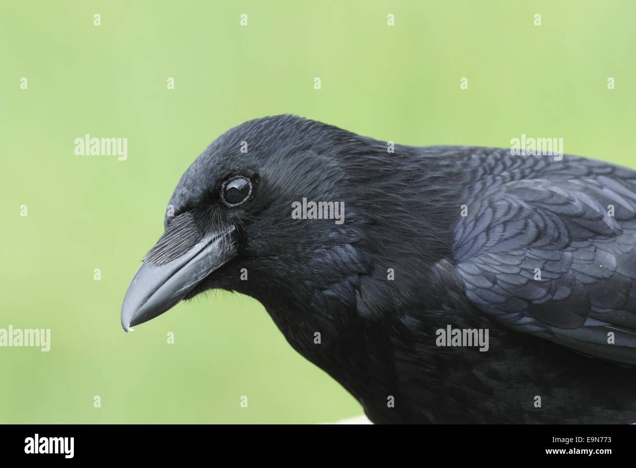 Ravane hi-res stock photography and images - Alamy
