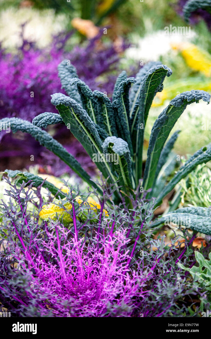 Ornamental Cabbages leaves Stock Photo